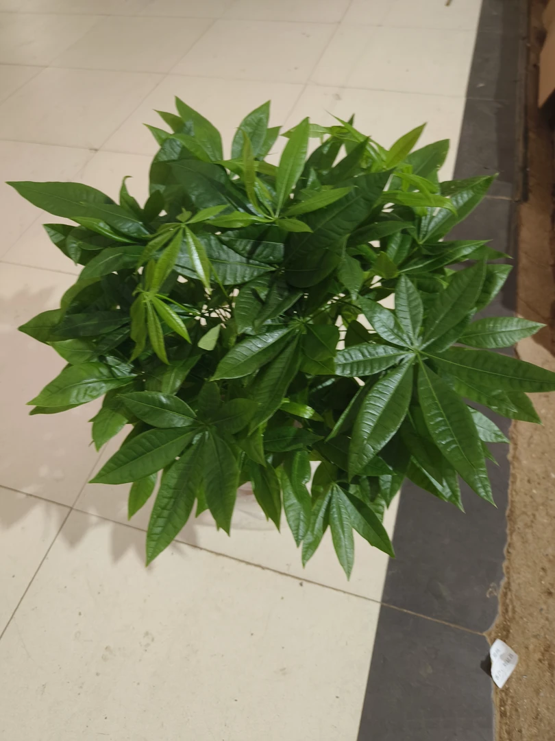 大盆发财树盆栽绿植