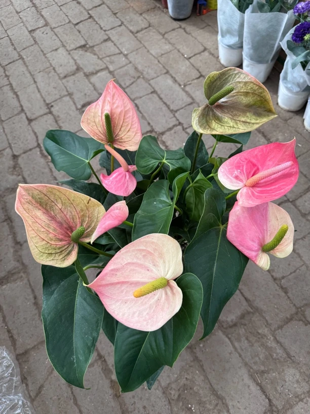 橙冠军 红掌 盆栽绿植 室内植物