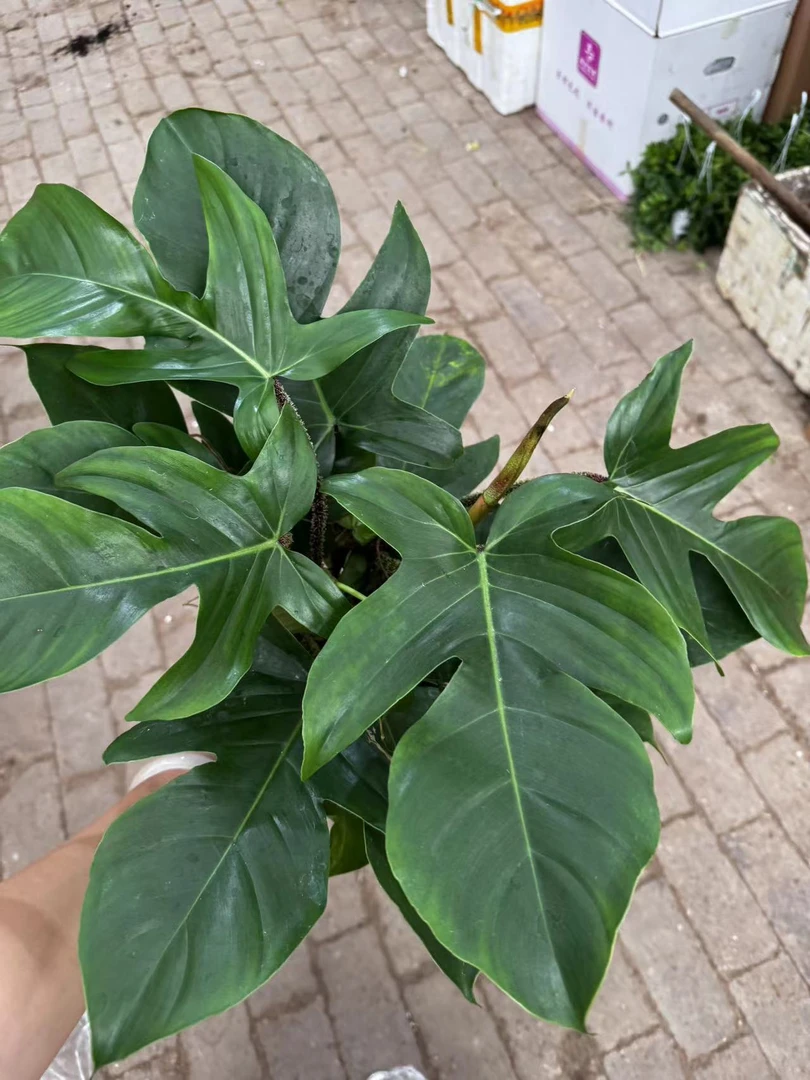 飞毛腿盆栽绿植室内