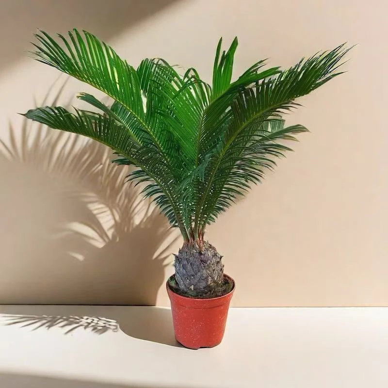 【直播间福利】大单头(7-8cm)铁树盆栽