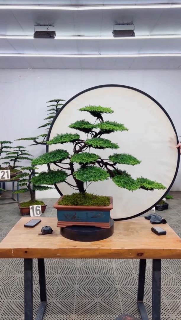 【闪购商品】盆景盆景