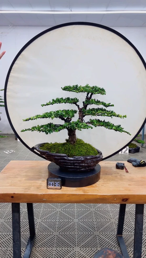 【闪购商品】盆景盆景