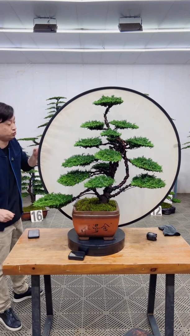 【闪购商品】盆景盆景