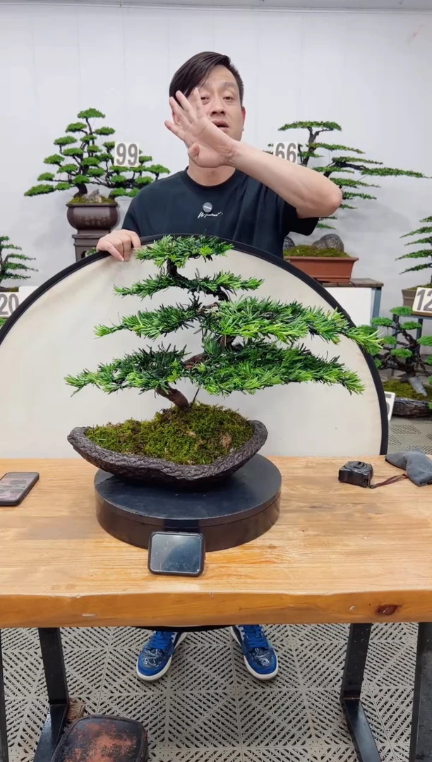 【闪购商品】盆景盆景