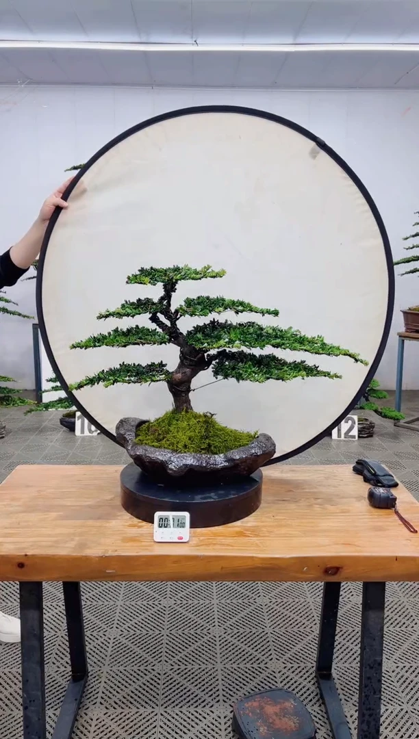 【闪购商品】盆景盆景