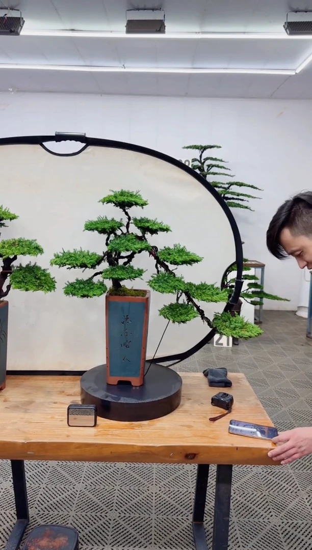 【闪购商品】盆景盆景