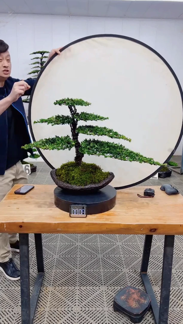 【闪购商品】盆景盆景