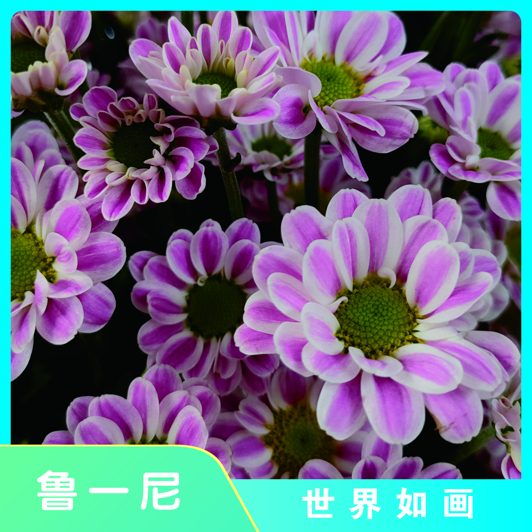 【鲁一尼小菊】盆栽 阳台庭院  耐热多季节开花 美观 新手易养护