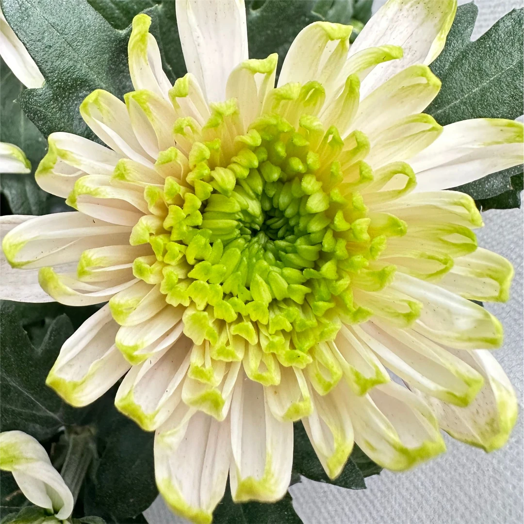 【安娜天赞】 荷兰菊 盆栽 耐热多季节开花新手易养护