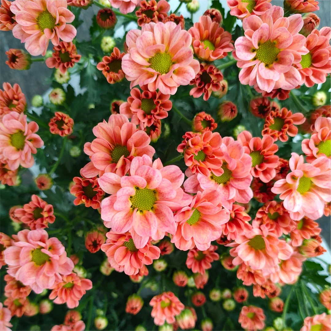 【茉莉小菊】小雏菊盆栽 带花带花苞 耐热抗寒 阳台庭院 新手易养