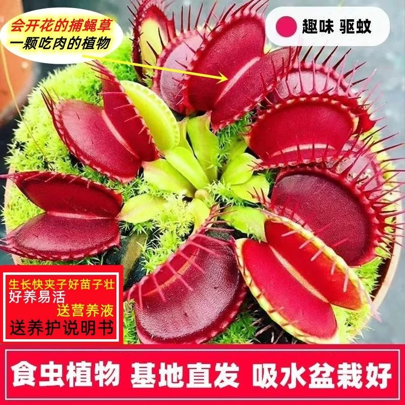 儿童食虫植物套餐捕蝇草食人花食虫超大嘴捕虫食蝇草趣味室内盆栽