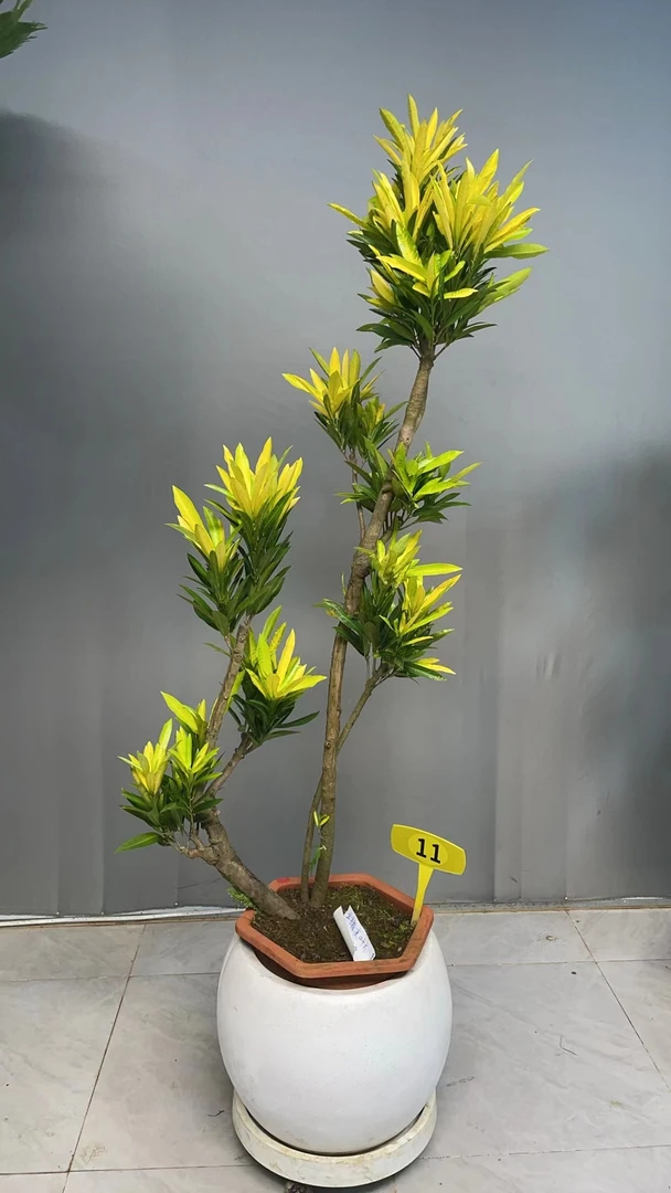 变叶木盆栽落地客厅绿植大型植物变色网红室内花卉办公室四季好养