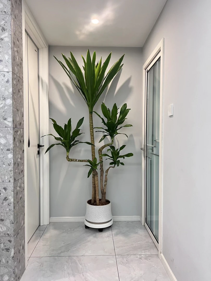 荷花铁美人铁盆栽客厅大型耐阴净化空气高档鲜活绿植基地发货