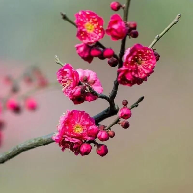 【骨里红】梅花朱砂梅耐寒盆栽树苗造型盆景阳台庭院浓香当年开花
