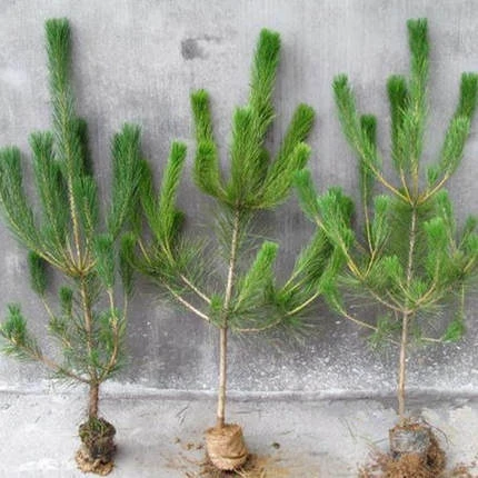 黑松苗盆景盆栽客厅的黑松树苗黑松小苗/松针/白皮松雪松苗植物