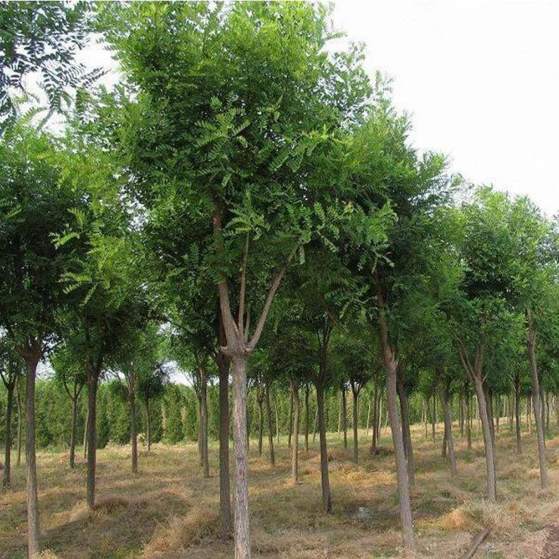 国槐树苗槐豆树苗庭院风景树绿化苗龙爪槐特大树苗黄金槐金叶垂槐