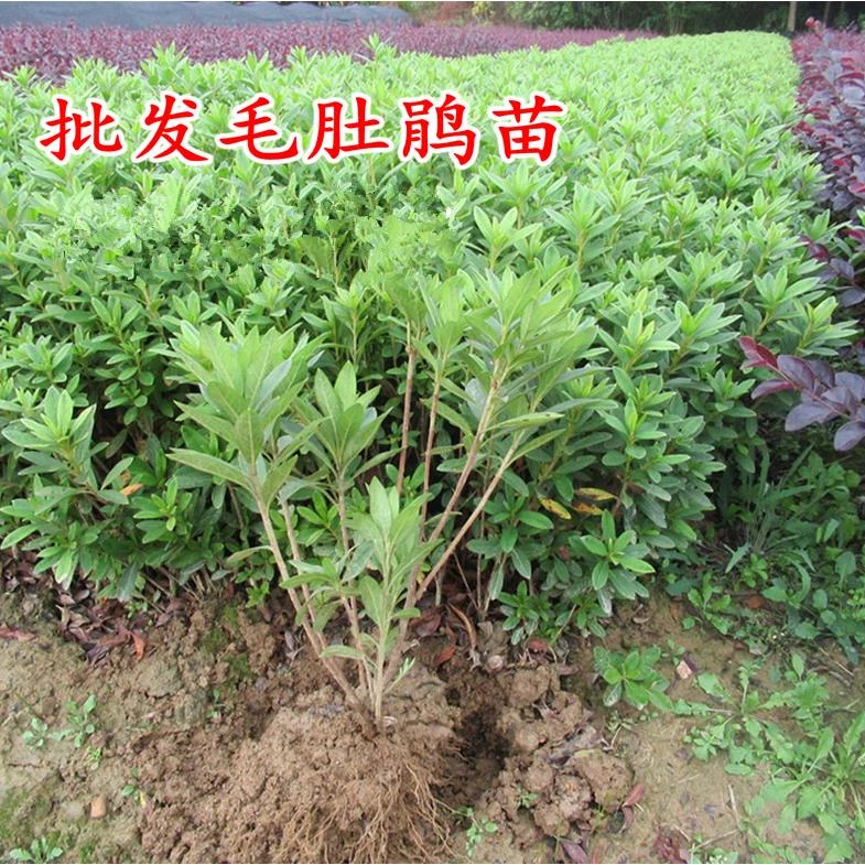 毛鹃树苗映山红苗庭院小区绿化植物球杜鹃花苗毛娟紫鹃苗常绿四季