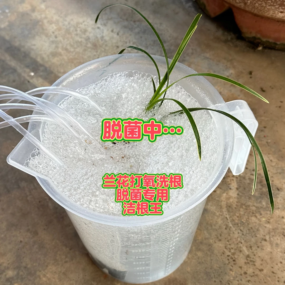 洁根王兰花根部脱菌兰花打氧洗根专用根部彻底消毒兰花养根护根用