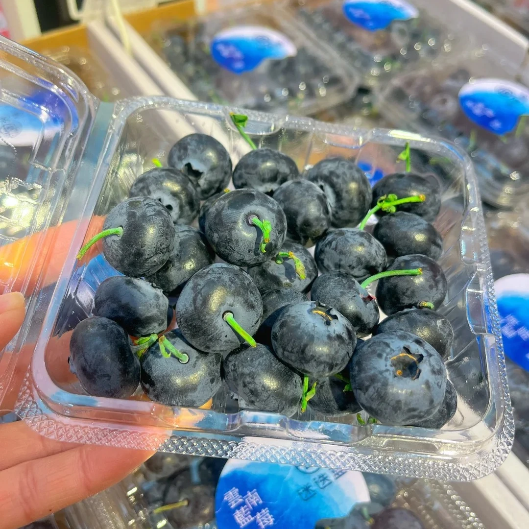 云南迷迭蓝蓝莓/盒(120g)13mm