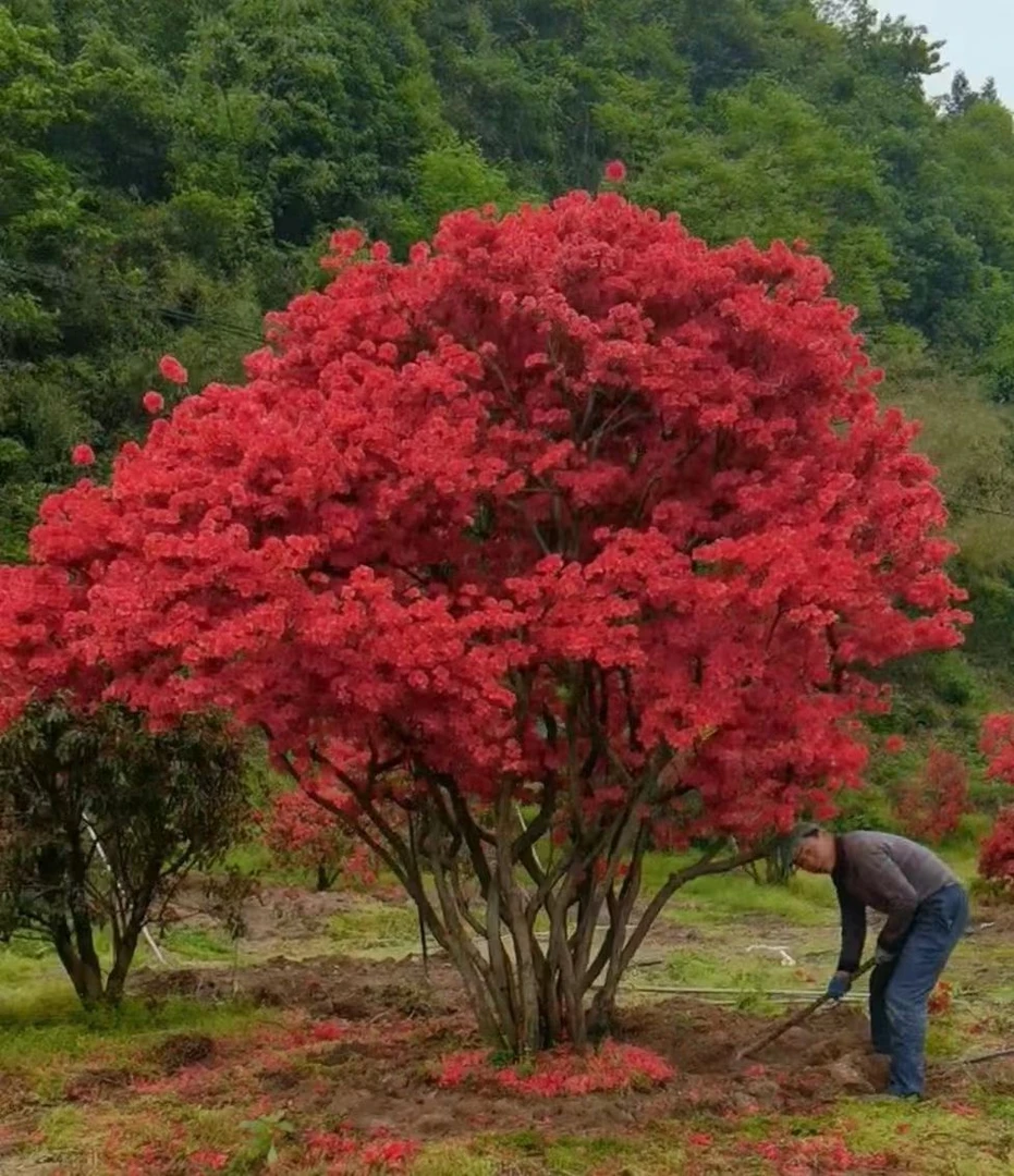 大别山先花后叶映山红
