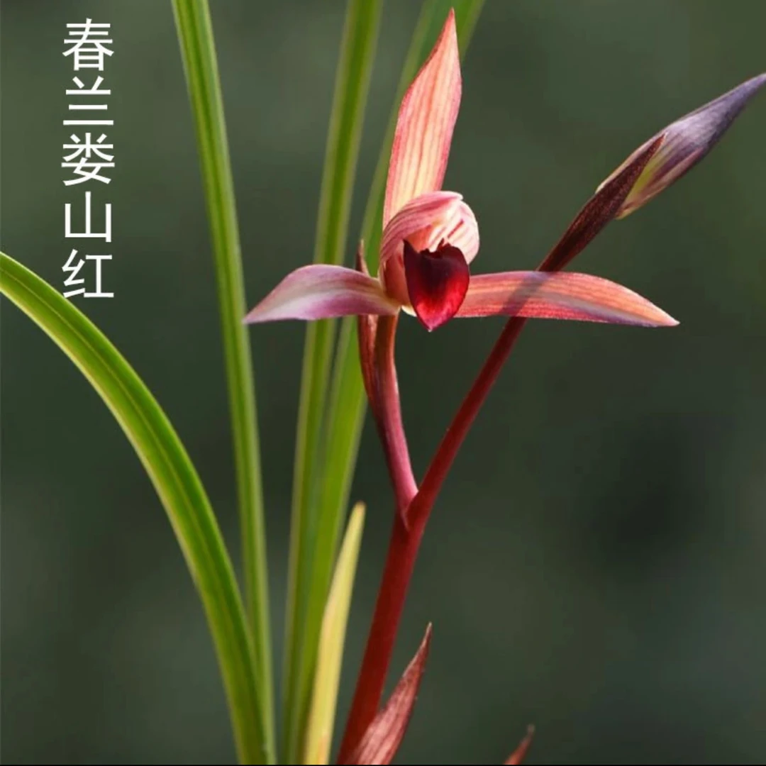 春兰名品【娄山红】终身包对版 假一赔十放心购买