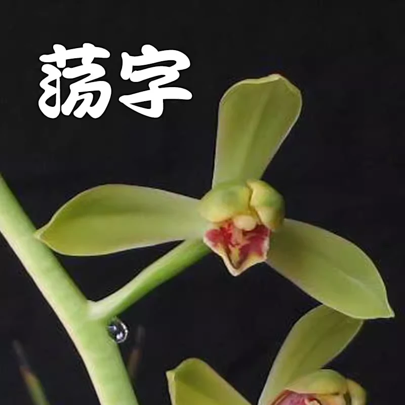 蕙兰老八种名品【荡字】终身包对版 假一赔十