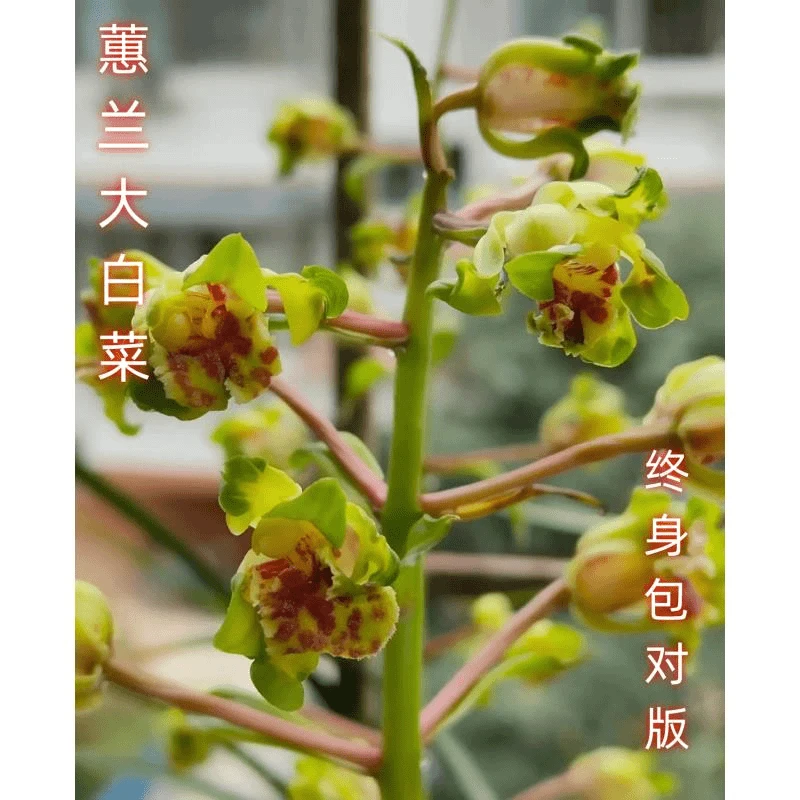 蕙兰名品老种【大白菜】终身包对版 假一赔十放心购买