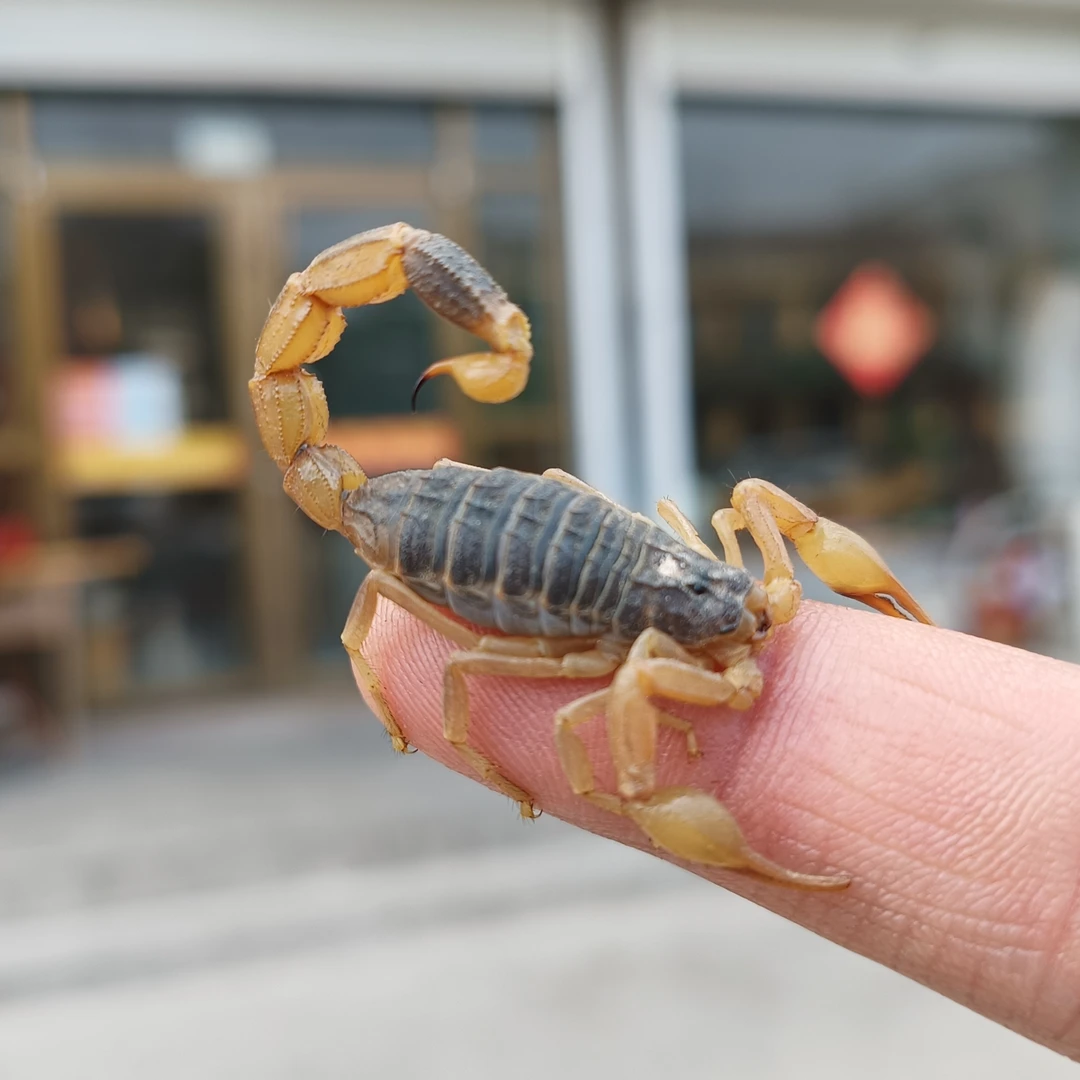 沂蒙全蝎活蝎子十足全蝎活体