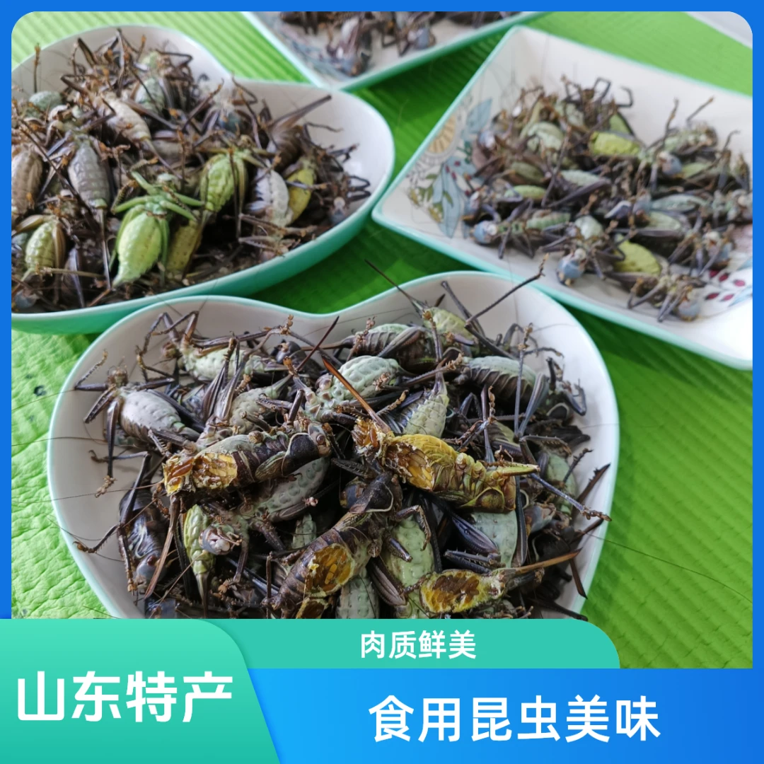 母蝈蝈大母蝈蝈冷冻发货满籽母蝈蝈