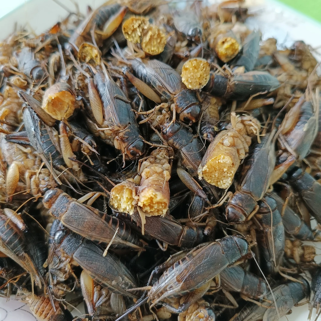 蛐蛐山东特产蟋蟀新鲜速冻土折子大蛐蛐油炸香油瓶子食用虫蟋蟀