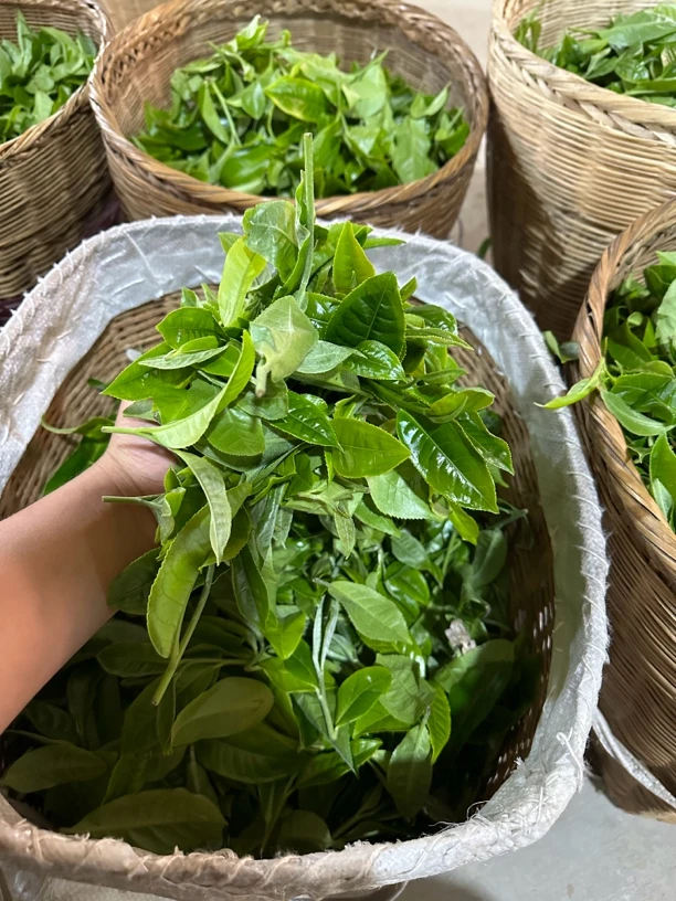 冰岛核心产区新人样茶礼包·5个高端生普，16克/袋·总计80g不退换