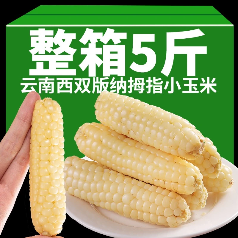 云南西双版纳拇指小玉米网红同款傣家香糯小手指迷你袖珍玉米美食