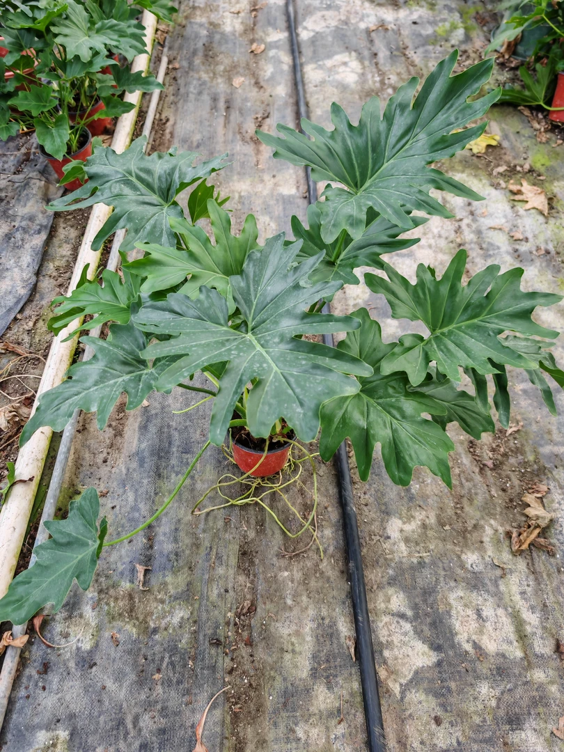 龙麟春羽（福利款）老盆绿植盆栽室内净化空气吸甲醛水培养护