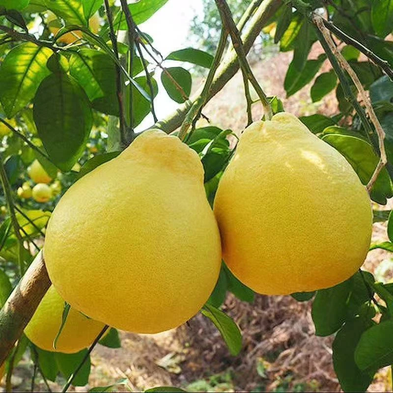 [进华专属]广东梅州沙田柚头茬鲜果新鲜水果鲜嫩爽口 多仓发货