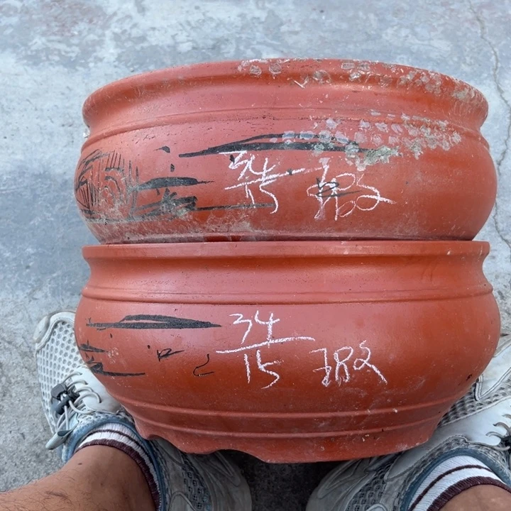 红陶20CM（含）-50CM（不含）