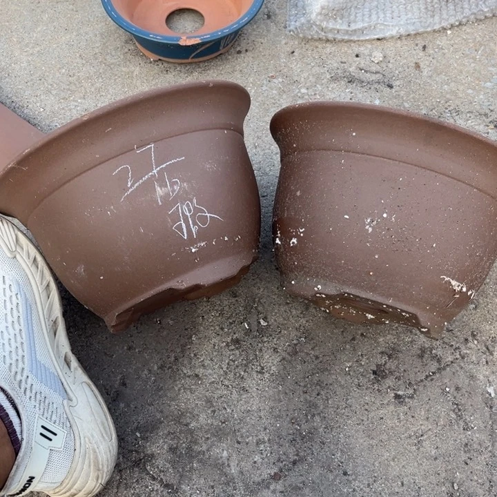 红陶20CM(含)-50CM(不含)