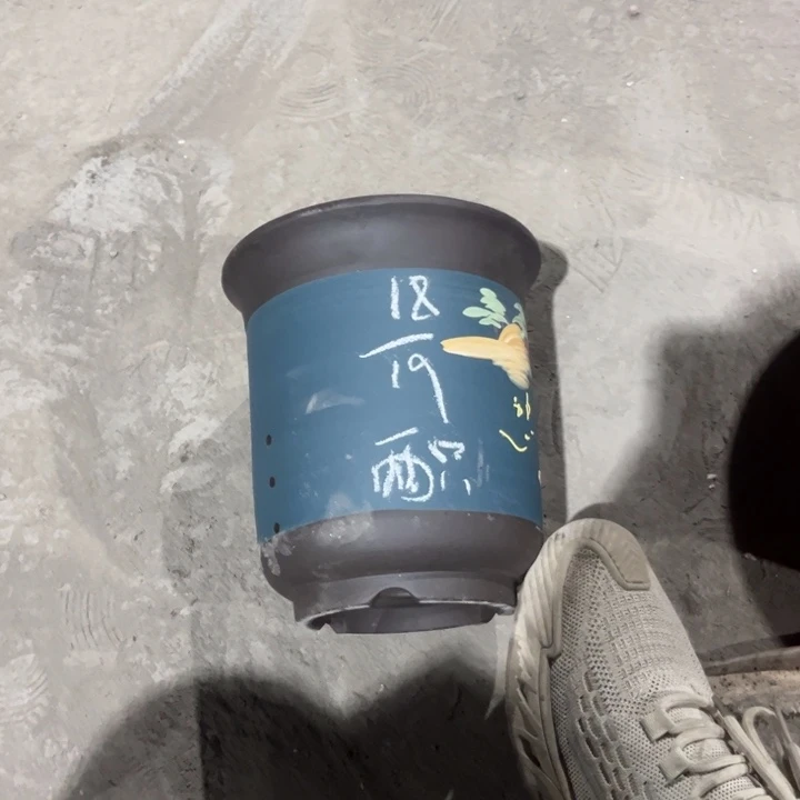 红陶20CM（含）-50CM（不含）