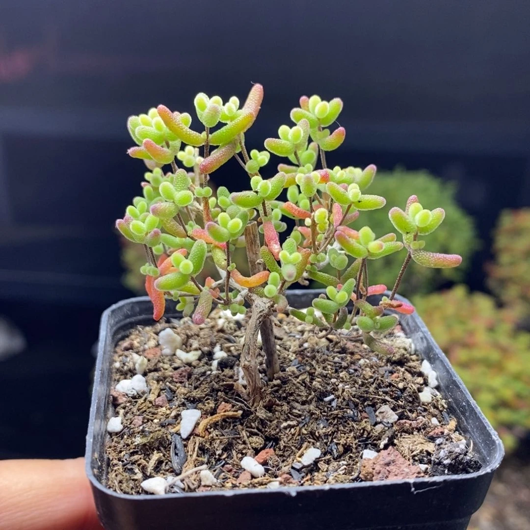 265号蜜橘糖球枝干多肉