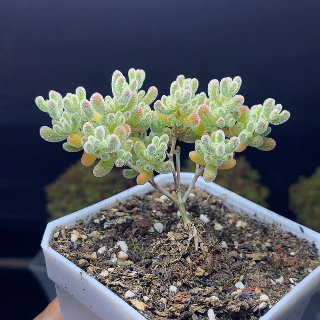 539号优选冰晶枝干多肉