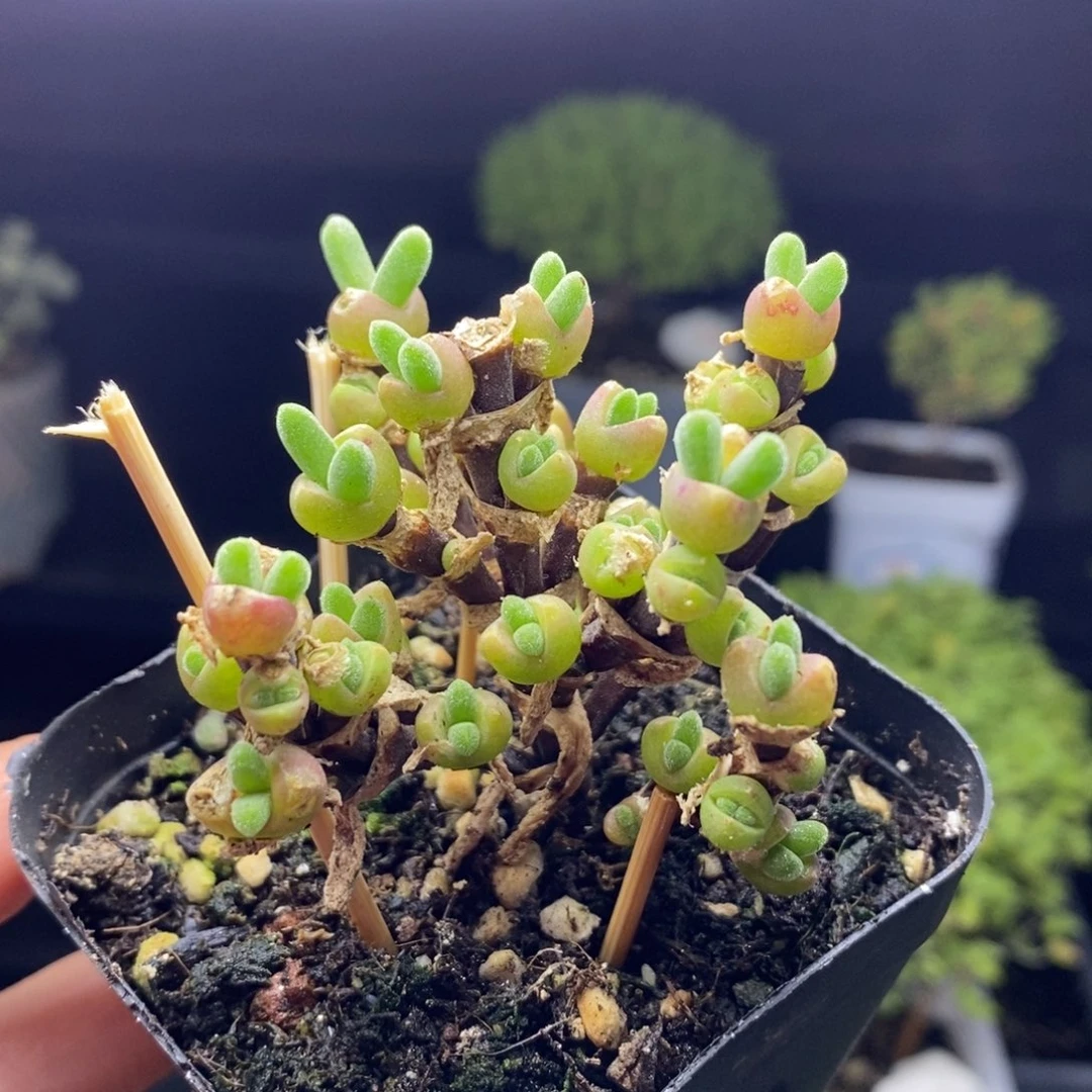 170号枝干兔子多肉