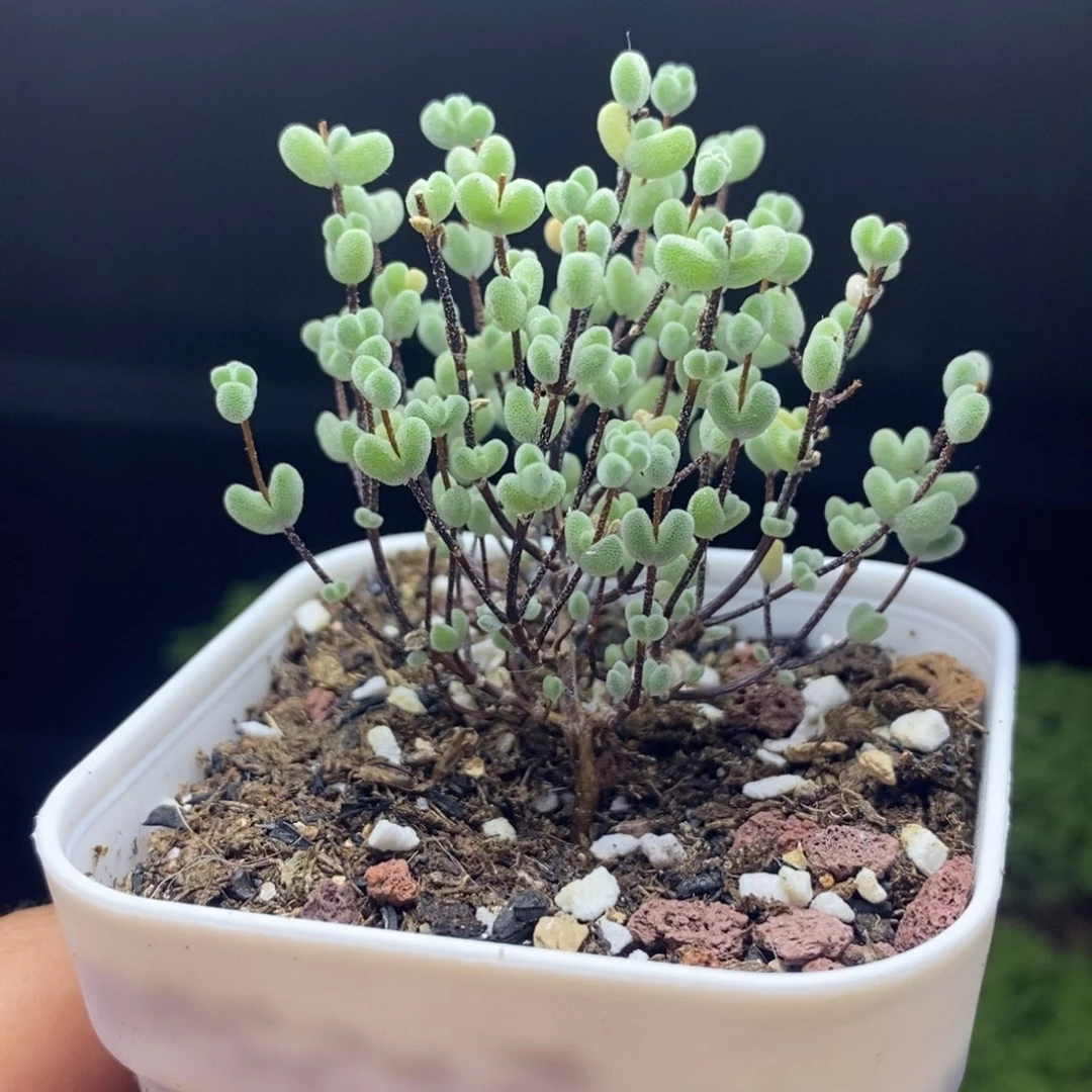 86号实生莱斯枝干直杆