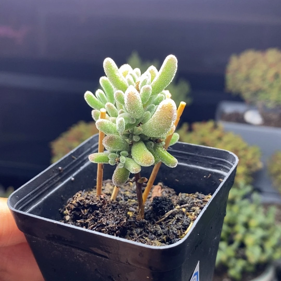 772号实生红叶枝干多肉