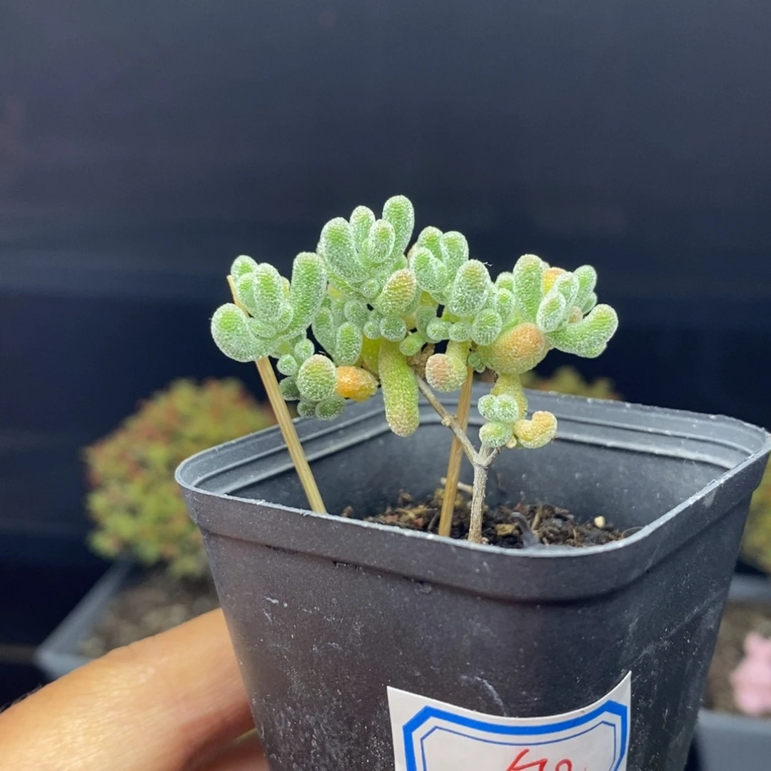 512号冰晶枝干多肉