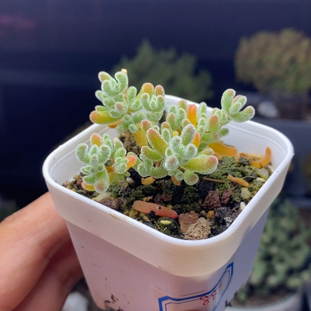 愤****?883号蜜橘糖球枝干多肉