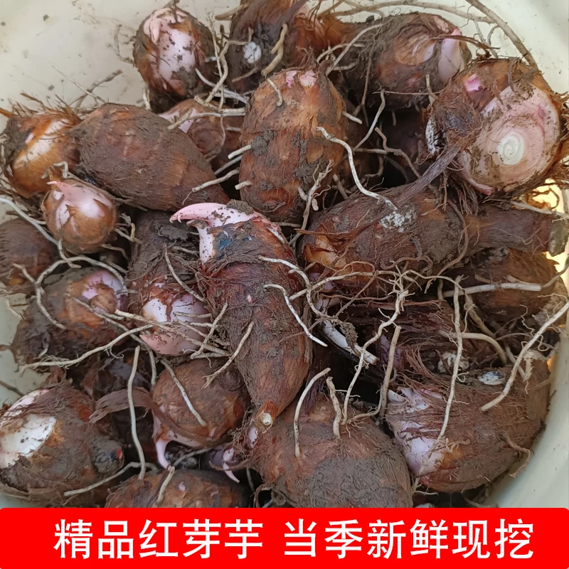 红芽芋头当季现挖现发2024年新鲜小芋仔农家自种粉糯可口芋头毛芋