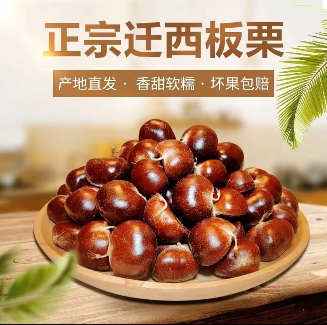 正宗迁西百年老树板栗