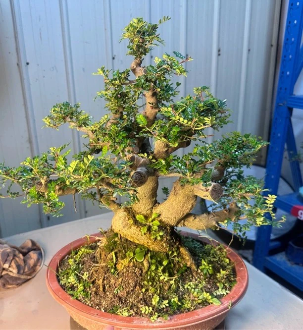 胡椒木老桩，直播间一物一拍，喊到名字再付款，谢谢老板支持