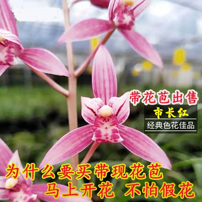 四季建兰市长红红色浓香型叶带先明艺一年4趟花原盆原土绿植盆栽