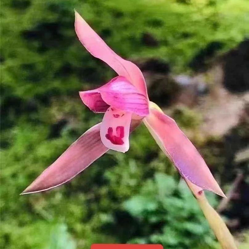 春兰红豆兰花苗浓香秋冬带花苞传统色花红花铭品花卉盆栽阳台绿植