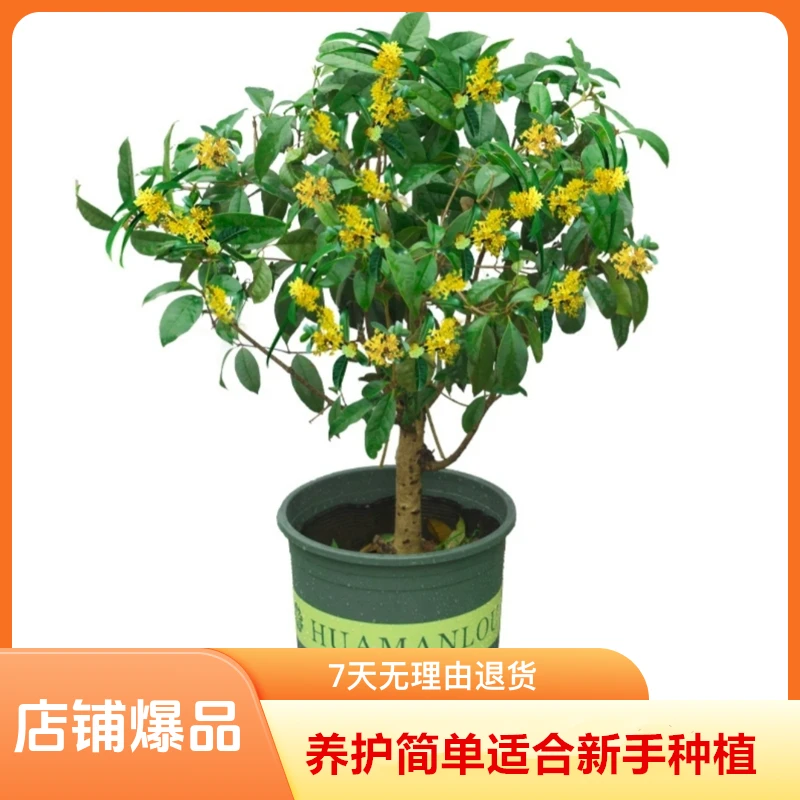 四季桂花阳台庭院盆栽地栽耐寒耐热四季开花适合新手养殖简单栽培